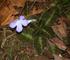Chrysothemis y Episcia (Gesneriaceae: Gesnerioideae: Episcieae), registros nuevos para la flora nativa de México