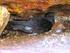 AVES DE ALICANTE. PREDACION DE PAIÑO EUROPEO ( Hydrobates pelagicus melitensis ) POR PARTE DE LA GAVIOTA PATIAMARILLA ( Larus cachinnans ) EN BENIDORM