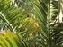 7.- Enfermedades y fisiopatías más comunes de palmeras en Canarias
