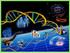 Del DNA a la proteína: regulación de la expresión génica