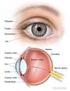 TEMA 4: OPTICA. Ojo normal! 4.4 El ojo como sistema óptico Características del ojo normal (emétrope): Córnea: parte protuberante del ojo