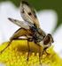 Mosca es el nombre vulgar dado a numerosas especies de insectos pertenecientes al orden de los dípteros (Diptera). Seguramente, las moscas han