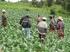 La situación de los trabajadores agrícolas guatemaltecos en la frontera sur de México