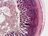 Aparato digestivo. III - Vertebrados Intestino postpilórico y proctodeo. Vertebrados. Organización general 1) Tubo (tracto) digestivo