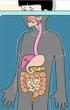 Digestión. Importancia del Aparato Digestivo. Es el conjunto de órganos con los que el animal asimila alimento extrasomático a su organismo