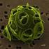 Pluricelulares eucariotas núcleo pared celular celulosa cloroplastos clorofila fotosíntesis