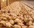 Nutrición de minerales traza orgánicos en pollos de engorde y reproductoras