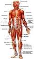Contenido. l. Componentes del sistema musculoesquelético. 2. Columna vertebral 20