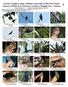 Spizaetus tyrannus (foto HC) 6 Crotophaga ani (foto HC) 7 Crotophaga ani (foto HC) 8 Megascops choliba (foto HC) Black Hawk-Eagle