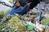 Plantas medicinales comercializadas por las chifleras de La Paz y El Alto (Bolivia)