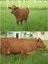 Principales razas de bovinos de carne. Filogenia de los bovinos