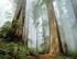 Servicios Ambientales del Bosque y Financiamiento del Manejo Forestal Sostenible en Uruguay