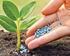 SITUACIÓN Y PERSPECTIVAS DE LOS FERTILIZANTES