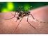 Zika. Los mosquitos vuelven a la carga