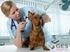 Enfermedades y urgencias veterinarias para auxiliares de veterinaria