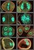 Mitosis y meiosis. Procesos de división celular. Dr. Miguel A. Domínguez Muñoz