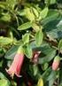 AQUILEGIA Familia Ranunculaceae. Sol o sombra parcial,suelos humedos y bien drenados. Resistente a las heladas. Floracion Mayo-Agosto.