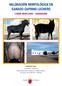 valoración morfológica en ganado caprino lechero