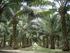 USOS DE LAS PALMAS EN LA AMAZONIA COLOMBIANA Palms uses in the Colombian Amazon