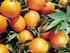 List of Egyptian citrus registered farms for season