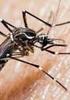 Focos de mosquitos Aedes aegypti adultos en las muestras tomadas en un área de salud de Santiago de Cuba