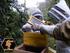 Comportamiento higiénico de las abejas africanizadas (Apis mellífera scutellata Lepeletier) en apiarios del estado Lara, Venezuela