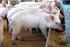 Desempeño de cerdos de engorde con dos programas comerciales de alimentación. Marco Antonio Balseca Paredes Luis David Bello Romano