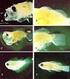 Desarrollo embrionario y larval del bolo Diplectrum radiale Quoy y Gaimard, 1824 (Pisces: Serranidae)