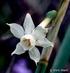 Datos sobre la biología de Narcissus tortifolius Fern. Casas (Amaryllidaceae), endemismo del sureste de la Península Ibérica