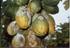 Antracnosis en frutos de lechosa (Carica papaya L.) del tipo Maradol causada por Colletotrichum gloeosporioides Pentz en el estado Falcón