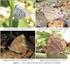 Palabras clave: diversidad, Lepidoptera, bosque seco tropical, Parque Natural Regional El Vínculo.