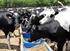 Alimentación y suplementación de ganado para producción de carne y leche