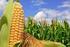 Precios de maíz y soya alcanzan nuevos techos