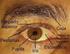 Anatomía del Ojo Estructuras Accesorias
