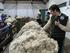 Uruguay, proveedor mundial de lanas de alta calidad: lo logrado y nuevos desafíos