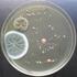 Hongos filamentosos Levaduras Bacterias Aspergillus niger (FVB 1)