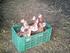 Crianza de gallinas ponedoras por mujeres de la Central Agraria de Caracollo *