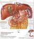 Irrigación arterial y venosa de los órganos mesentéricos de la alpaca (Vicugna pacos)