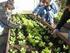 CURSOS DE HUERTO Y JARDÍN ECOLÓCIGOS
