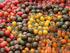 Capítulo 6 Mercado europeo de tomate