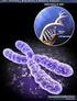 BLOQUE 1: TEST En un cromosoma la zona de unión entre dos cromátidas se llama: