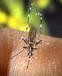 Podemos Predecir el ataque de los insectos transmisores de enfermedades? Foto : Raúl Pardo Puentes