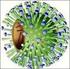 Impacto del virus gripal tipo B y divergencia con la cepa B incluida en la vacuna antigripal en España