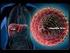 VIRUS DE LA HEPATITIS B
