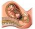 Prevención de la infección perinatal por estreptococo del grupo B. Recomendaciones españolas revisadas 2012