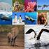 Las 10 principales especies en peligro de extinción