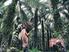 Situación y perspectivas del aceite de palma alto oleico O x G en Colombia