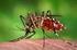 Aedes (St.) aegypti en tanques bajos y sus implicaciones para el control del dengue en Camagüey