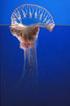 Portuguese Man-of-War (Physalia physalis) in. the Mediterranean: A permanent invasion or