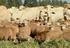 Rentabilidad de la ganadería ovina